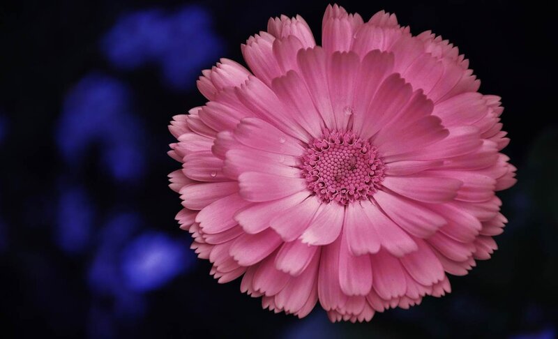 Pink Daisy Flower — Dramatic, Night