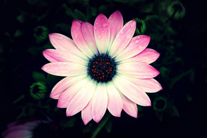 Pink Daisy Flower — Dramatic, Photograph, Petals, Center