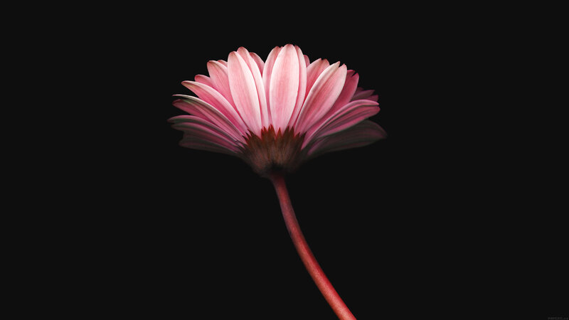 Pink Daisy Flower — Dramatic, Photograph, Stem