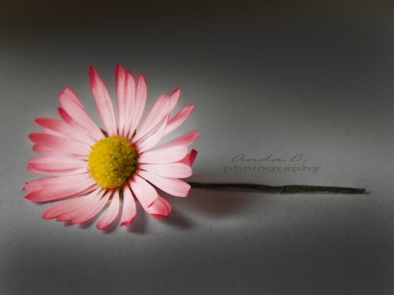 Pink Daisy Flower — Dramatic