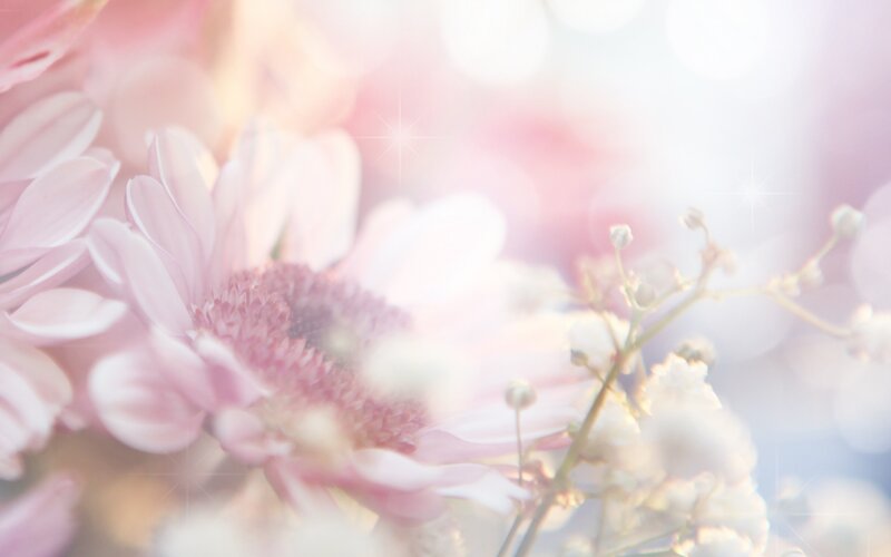 Pink Daisy Flower — Dreamy