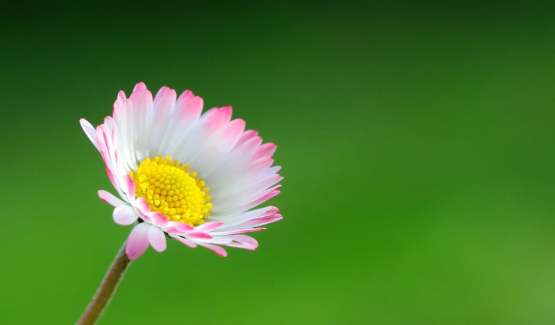 Pink Daisy Flower — Green, Serene