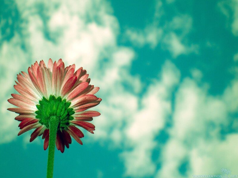 Pink Daisy Flower — Green