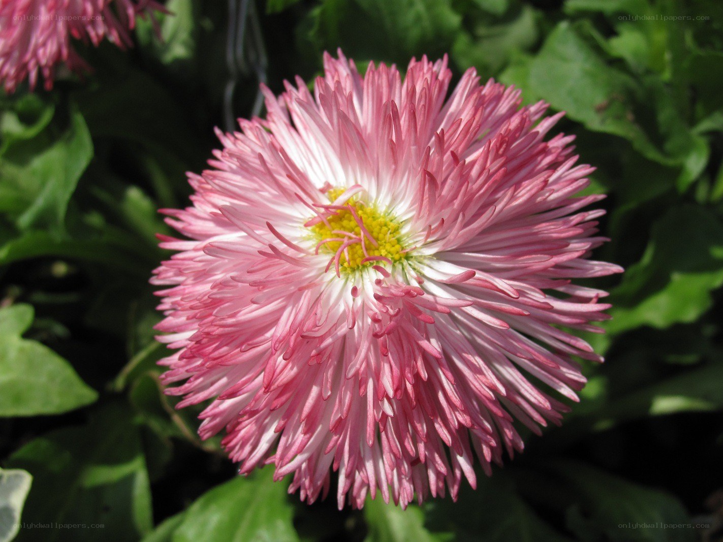 Pink daisy flower in bloom