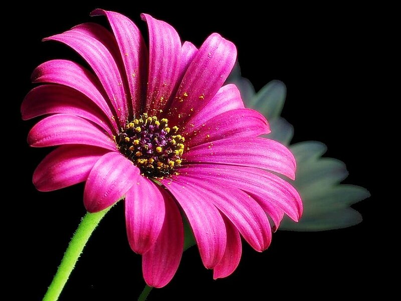 Pink Daisy Flower — Magenta, Dramatic