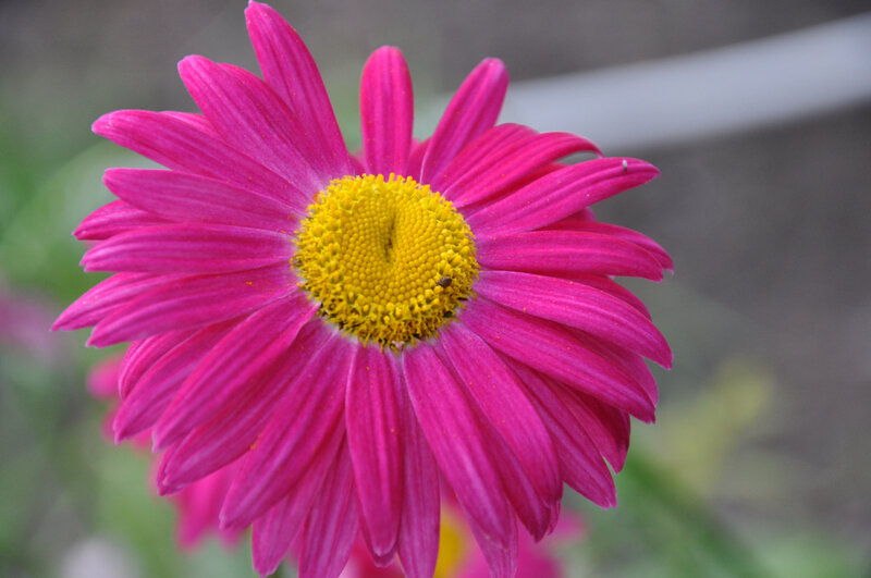 Pink Daisy Flower — Magenta