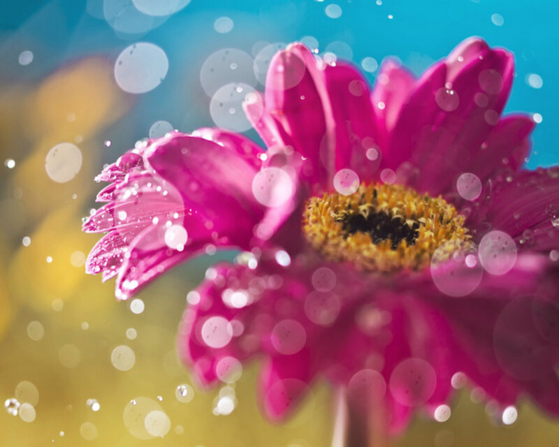 Pink Daisy Flower — Magenta, Vibrant