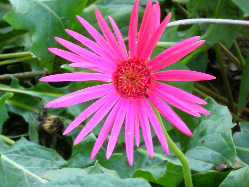 Pink Daisy Flower — Natural
