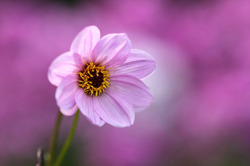 Pink Daisy Flower — Purple