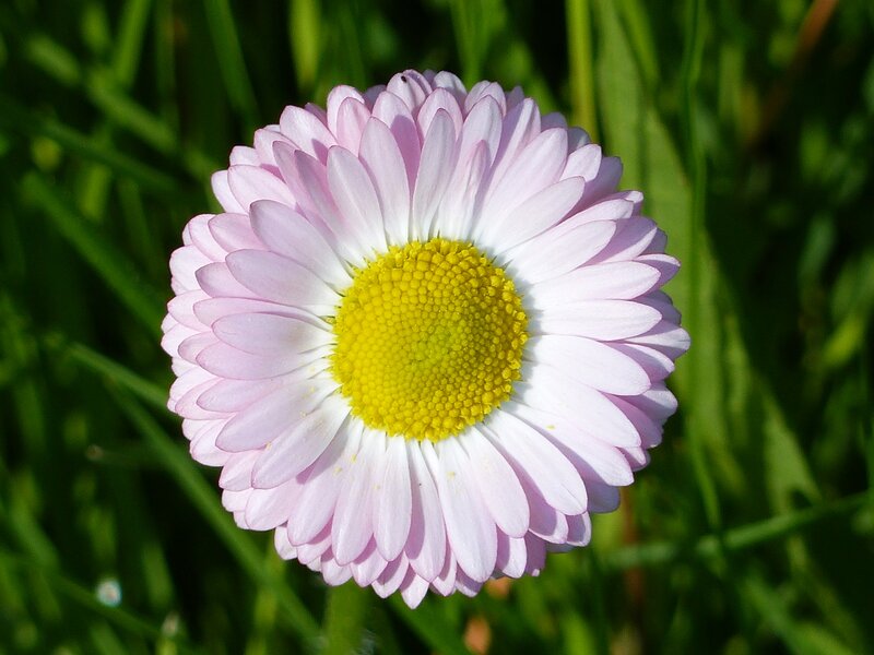 Pink Daisy Flower — Serene, Afternoon, Photograph, Green Grass