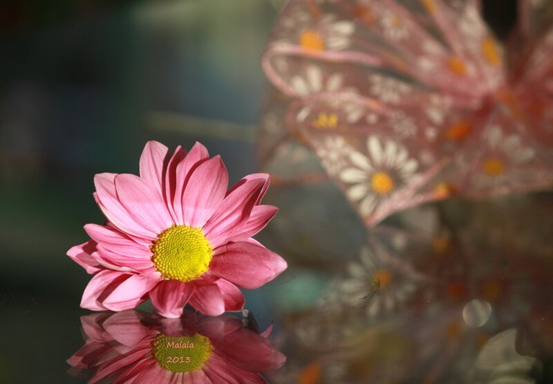 Pink Daisy Flower — Serene, Afternoon, Photograph, Reflection