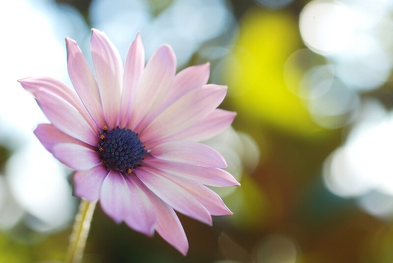 Pink Daisy Flower — Serene, Afternoon, Photograph, Stem, Bokeh, Purple