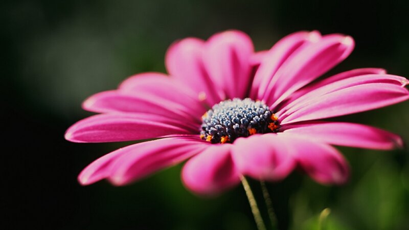 Pink Daisy Flower — Serene, Afternoon, Photograph, Stem
