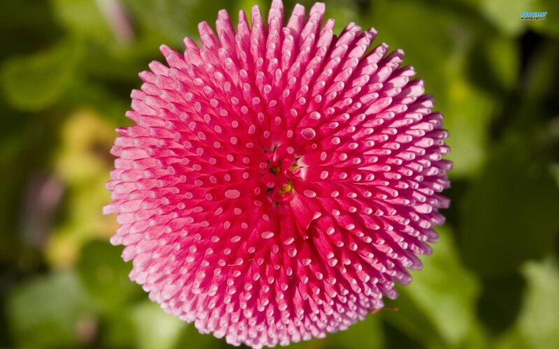 Pink Daisy Flower — Serene, Afternoon, Photograph
