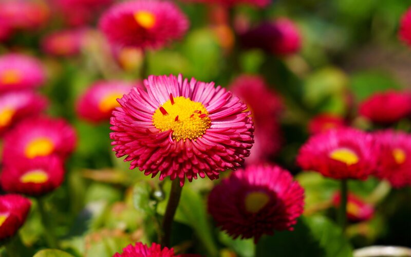 Pink Daisy Flower — Serene, Afternoon, Photograph, Yellow Center