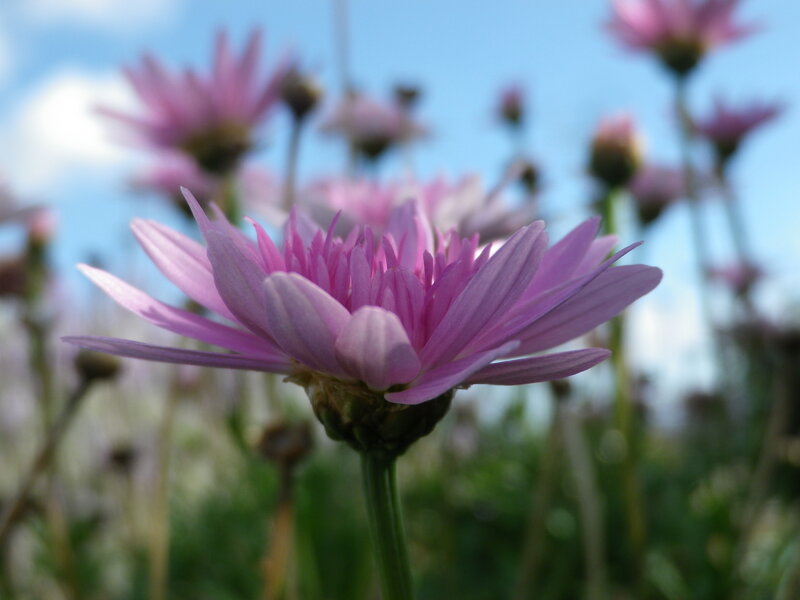 Pink Daisy Flower — Serene, Afternoon