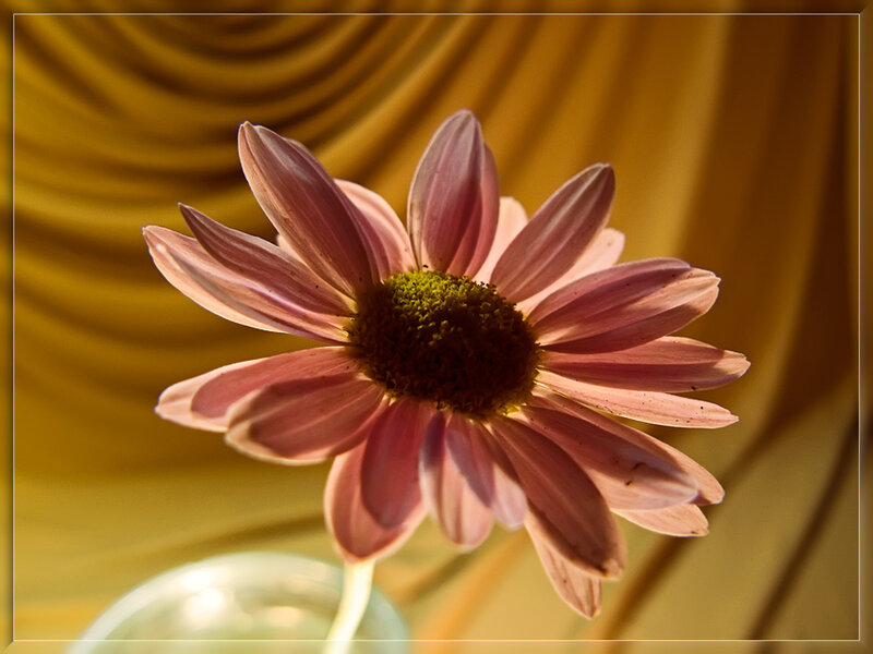 Pink Daisy Flower — Serene, Daytime