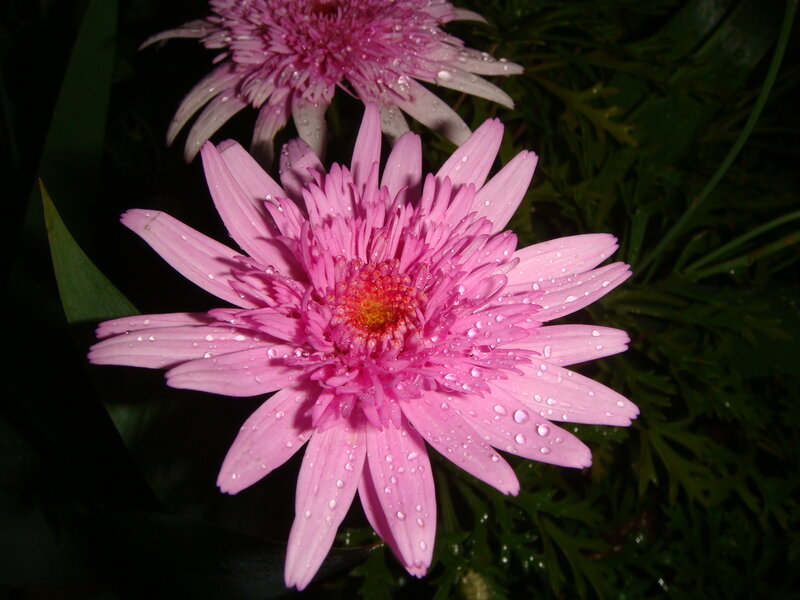 Pink Daisy Flower — Serene, Night