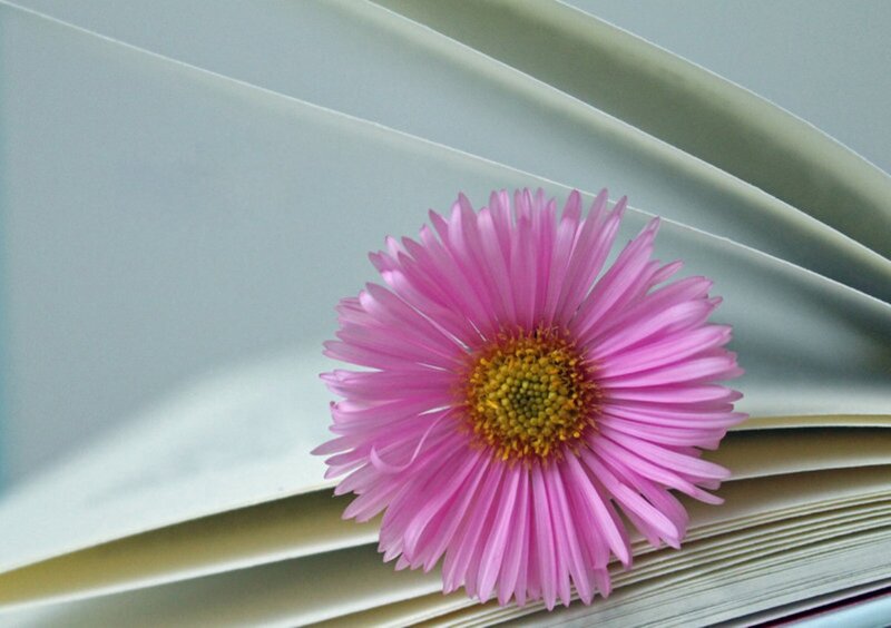 Pink Daisy Flower — Serene, Photograph, Book