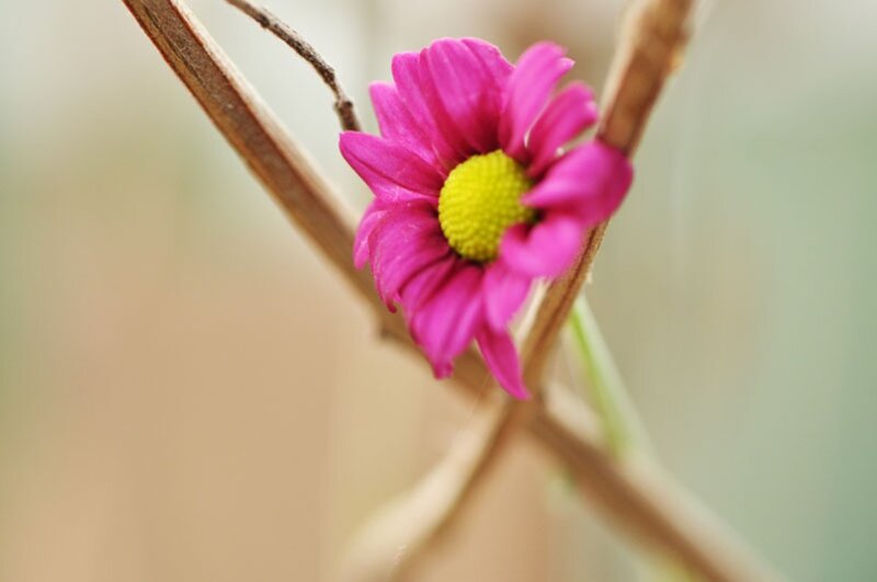 Pink Daisy Flower — Serene, Photograph, Branch