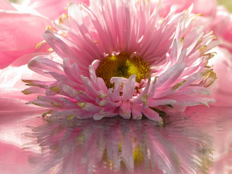 Pink Daisy Flower — Serene, Photograph, Petals, Reflection