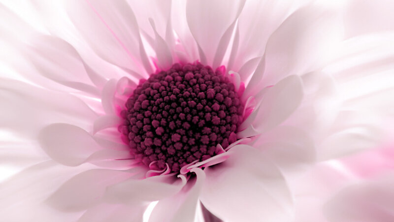 Pink Daisy Flower — Serene, Photograph, Petals