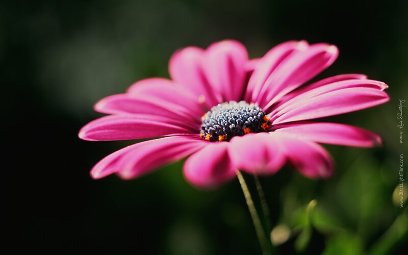 Pink Daisy Flower — Serene, Photograph, Stem, Greenery