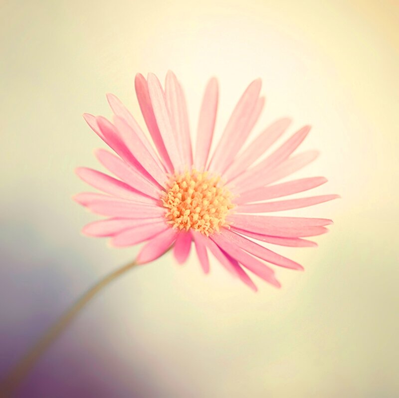 Pink Daisy Flower — Serene, Photograph, Stem