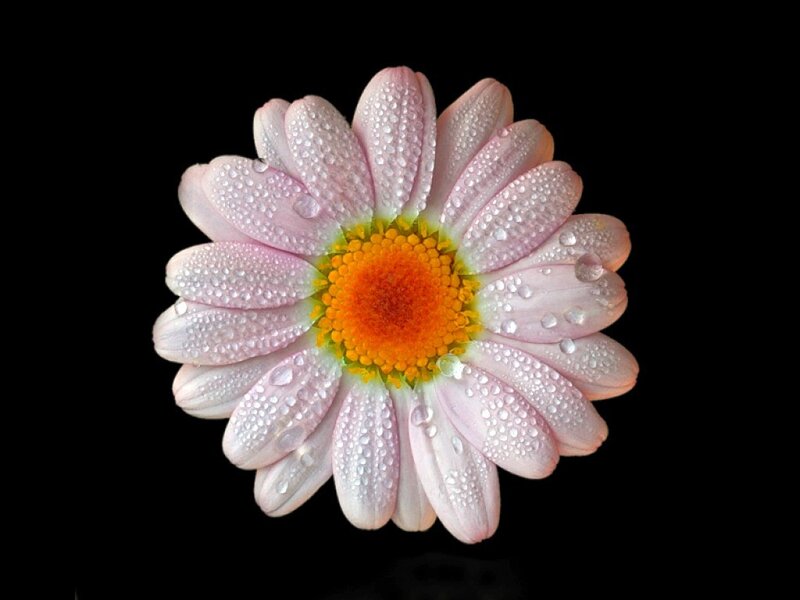 Pink Daisy Flower — Serene, Photograph