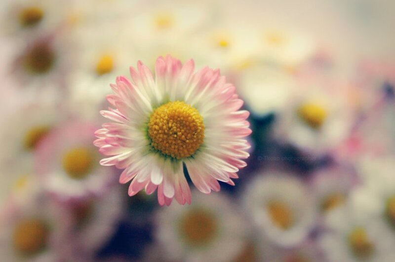 Pink Daisy Flower — Serene, Spring, Photograph, Petals
