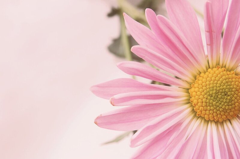 Pink Daisy Flower — Serene, Spring, Photograph
