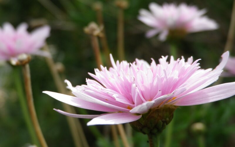 Pink Daisy Flower — Serene, Spring