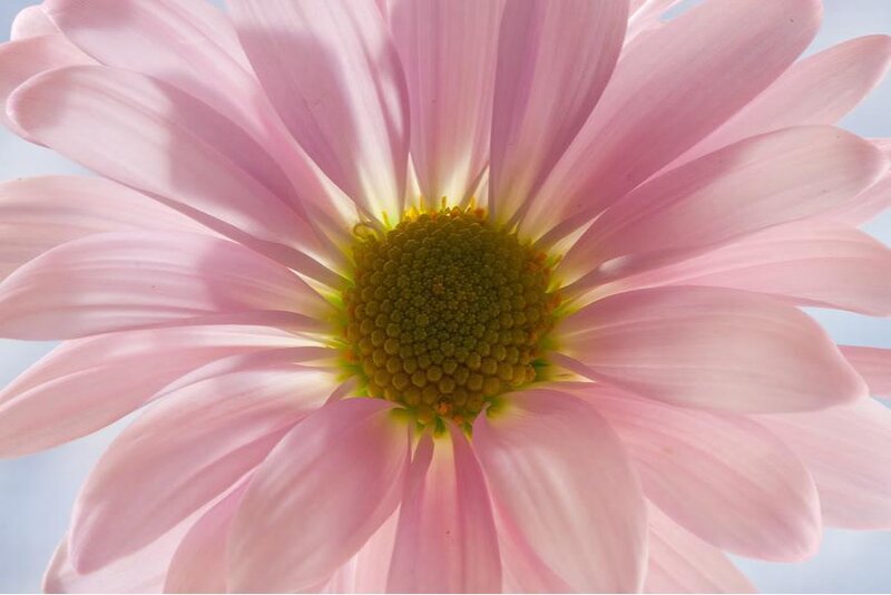 Pink Daisy Flower — Serene