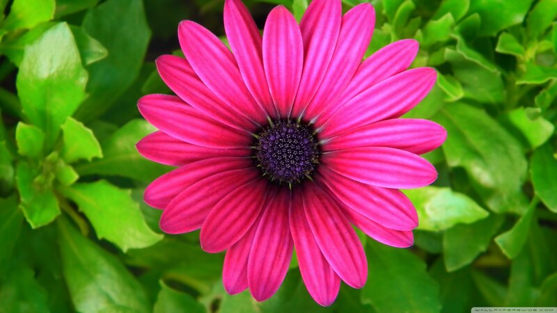 Pink Daisy Flower — Vibrant, Afternoon, Photograph, Green Leaves