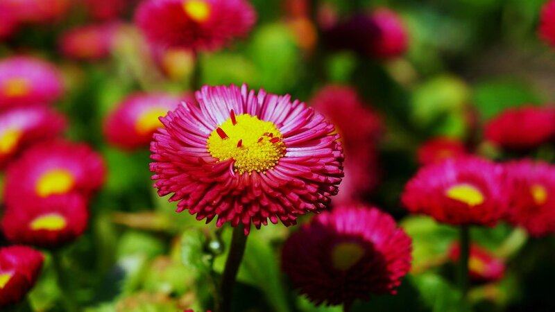 Pink Daisy Flower — Vibrant, Afternoon, Photograph