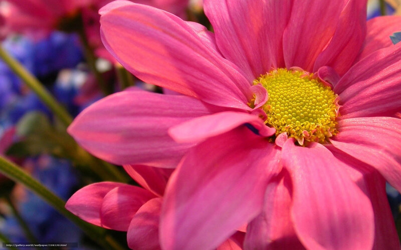 Pink Daisy Flower — Vibrant, Afternoon