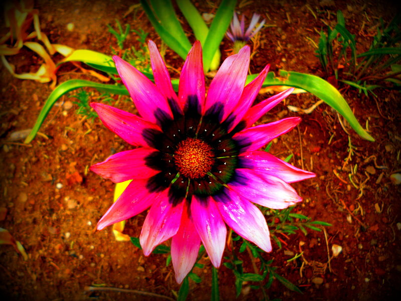 Pink Daisy Flower — Vibrant, Photograph, Soil
