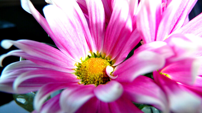 Pink Daisy Flower — Vibrant, Photograph