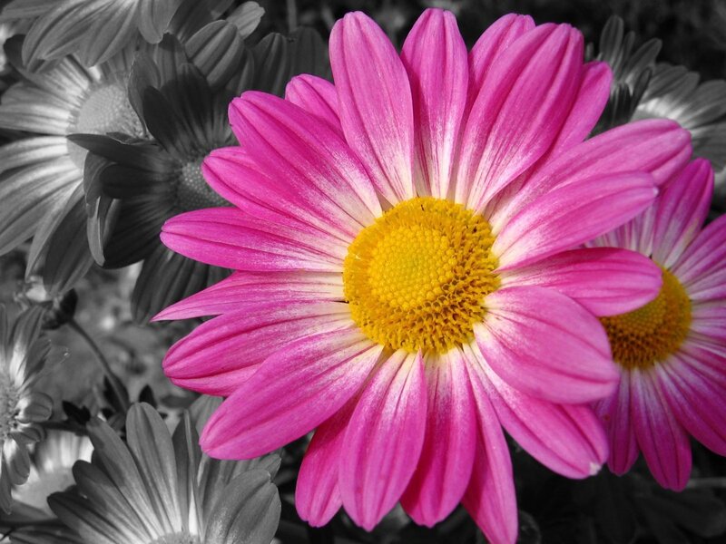 Pink Daisy Flower — Vibrant