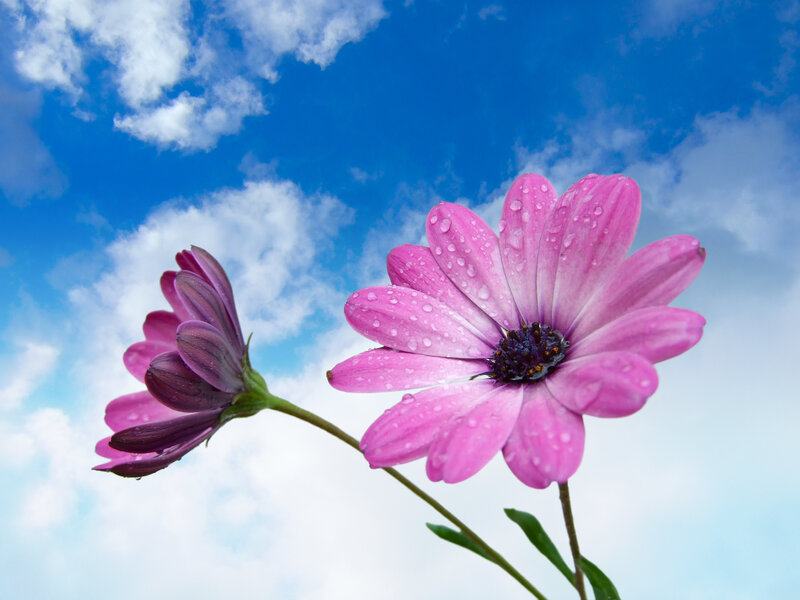 Pink Daisy Flowers — Blue, Serene