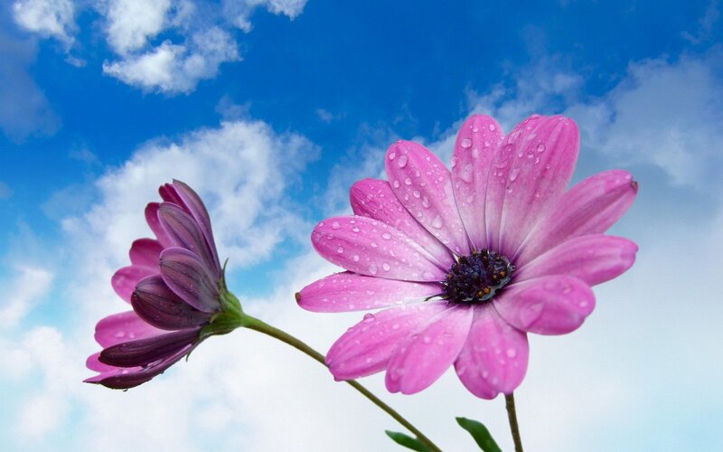 Pink Daisy Flowers — Blue