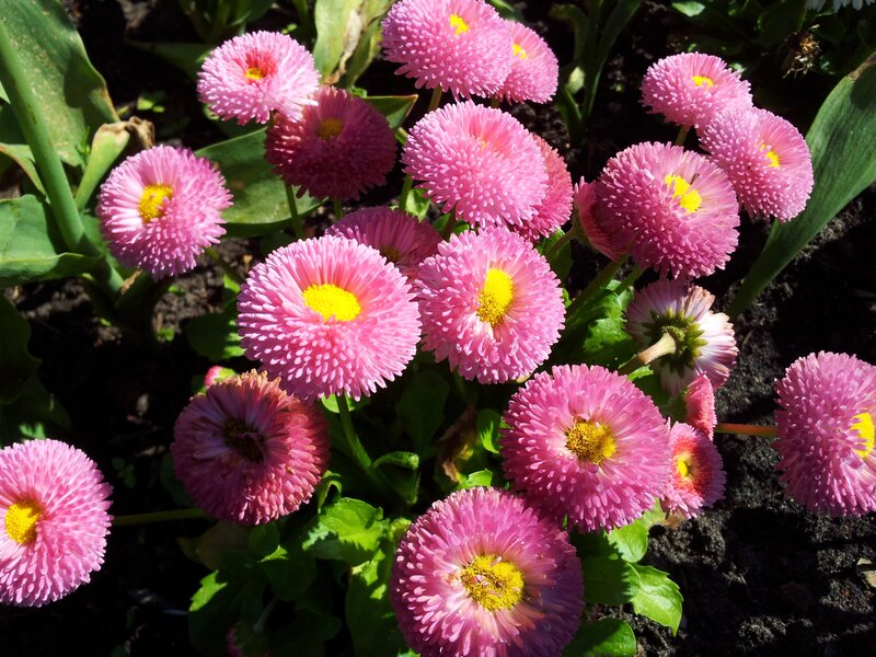 Pink Daisy Flowers — Bright, Afternoon, Photograph