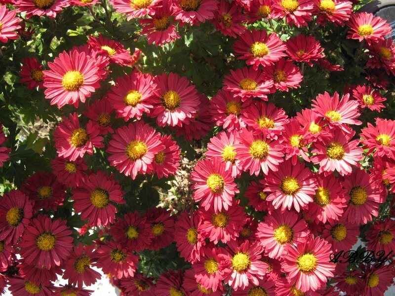 Pink Daisy Flowers — Bright, Afternoon