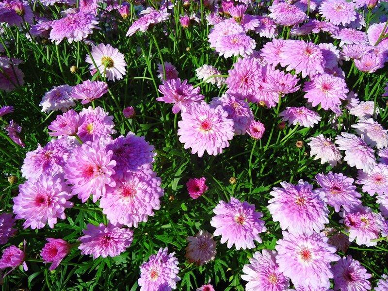 Pink Daisy Flowers — Calm, Afternoon, Photograph