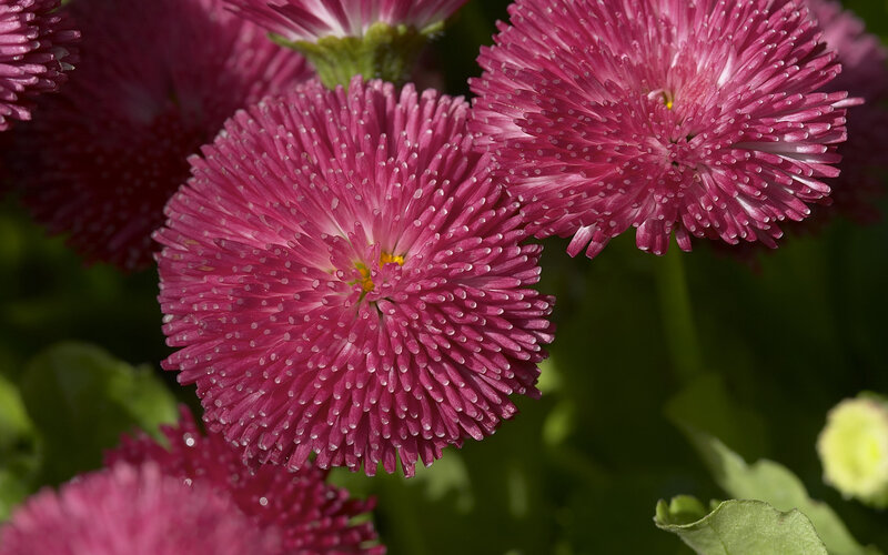 Pink Daisy Flowers — Calm, Afternoon