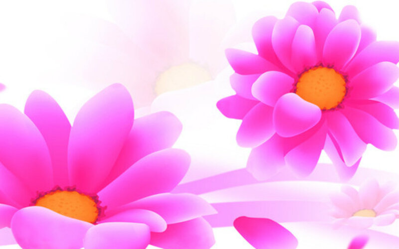 Pink Daisy Flowers — Calm, Digital Art