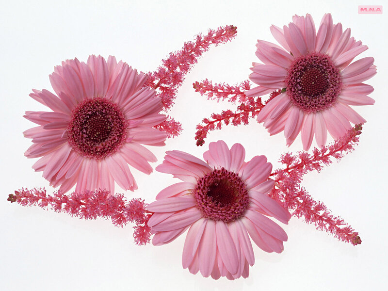 Pink Daisy Flowers — Calm, Photograph, Flower