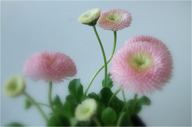 Pink Daisy Flowers — Calm, Photograph, Green Stems