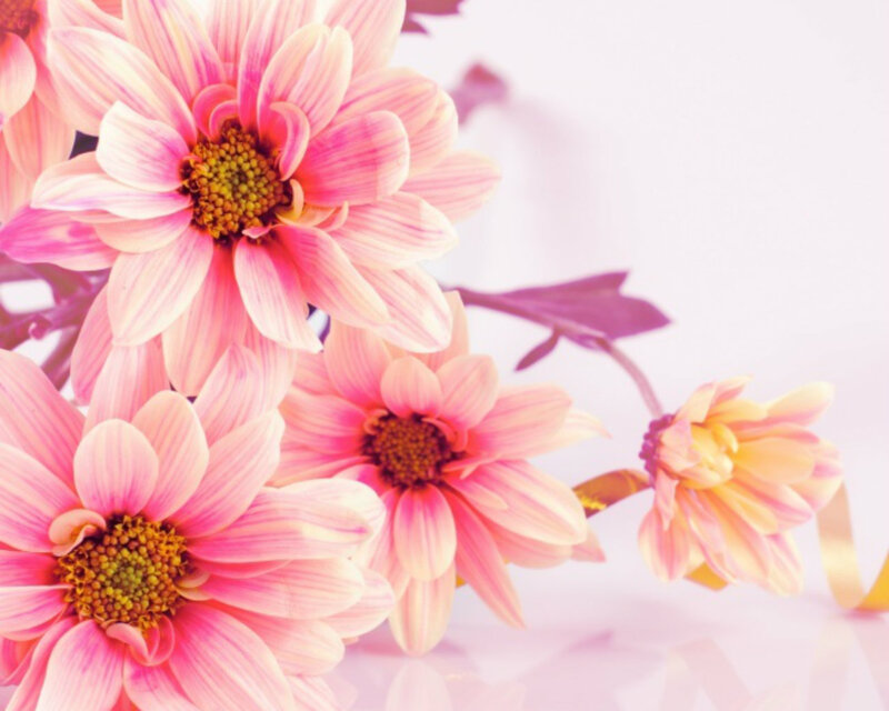 Pink Daisy Flowers — Calm, Photograph, Leaves, Ribbon