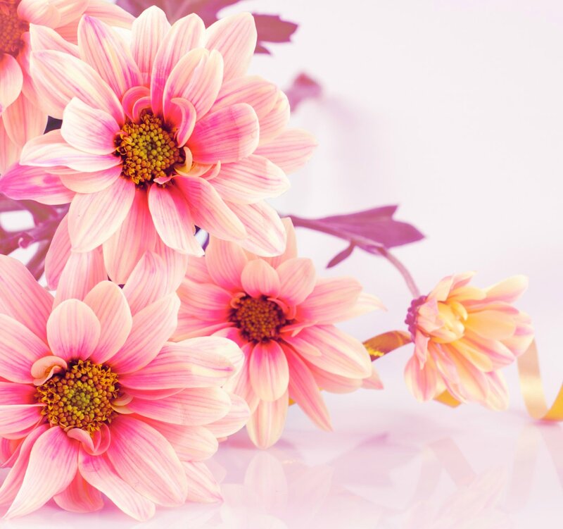 Pink Daisy Flowers — Calm, Photograph, Leaves